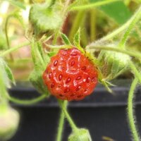 Scharlach-Erdbeere (Fragaria virginiana)