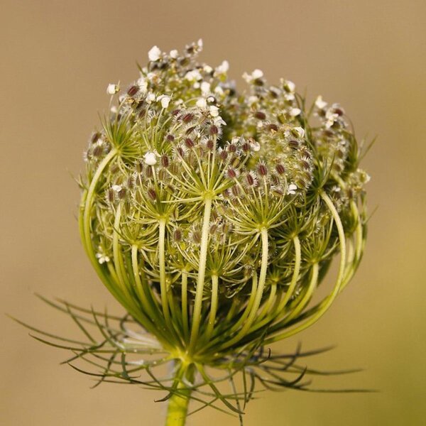 Wilde Möhre (Daucus carota ssp. carota) Bio Saatgut