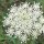 Wilde Möhre (Daucus carota ssp. carota) Bio Saatgut