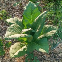 Tabak Badischer Geudertheimer (Nicotiana tabacum) Bio...