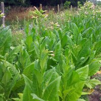 Tabak Badischer Geudertheimer (Nicotiana tabacum) Bio Saatgut