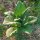 Tabak Badischer Geudertheimer (Nicotiana tabacum) Bio Saatgut