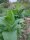 Tabak Badischer Geudertheimer (Nicotiana tabacum) Bio Saatgut