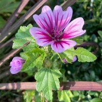 Gartenmalve Zebrina (Malva sylvestris) Bio Saatgut