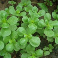 Portulak (Portulaca oleracea var. sativa) Bio Saatgut