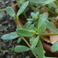 Portulak (Portulaca oleracea var. sativa) Bio Saatgut