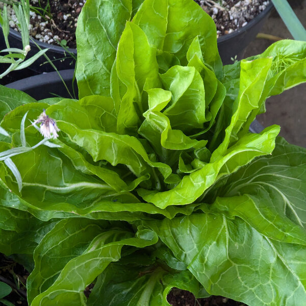 Zuckerhut Salat (Cichorium intybus var. foliosum) Bio Saatgut