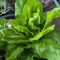 Zuckerhut Salat (Cichorium intybus var. foliosum) Bio...