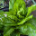 Zuckerhut Salat (Cichorium intybus var. foliosum) Bio Saatgut