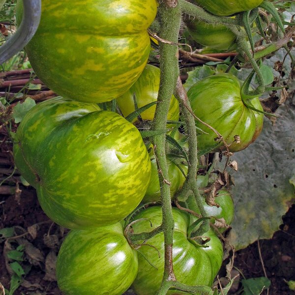 Gestreifte Tomate Grünes Zebra (Solanum lycopersicum) Bio Saatgut