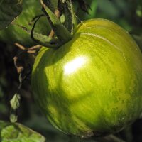 Gestreifte Tomate Grünes Zebra (Solanum...