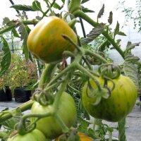 Gestreifte Tomate Grünes Zebra (Solanum lycopersicum) Bio Saatgut