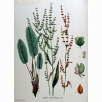 Blut-Ampfer (Rumex sanguineus) Bio Saatgut