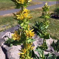 Gelber Enzian (Gentiana lutea)  Bio Saatgut