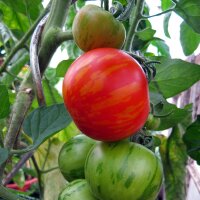 Gestreifte Tomate Tigerella (Solanum lycopersicum) Bio...