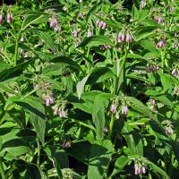 Echter Beinwell (Symphytum officinale) Bio Saatgut