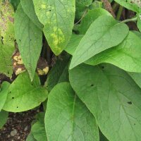 Echter Beinwell (Symphytum officinale) Bio Saatgut