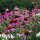 Roter Sonnenhut (Echinacea purpurea) Bio Saatgut