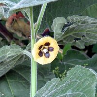 Andenbeere / Kapstachelbeere (Physalis peruviana) Bio...