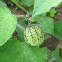 Andenbeere / Kapstachelbeere (Physalis peruviana) Bio Saatgut