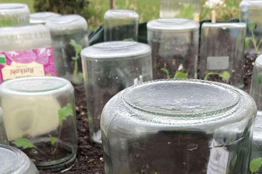 Ernteverfrühung mit Einmachgläsern: Ein einfacher Schutz für Jungpflanzen  Blogpost Illustration