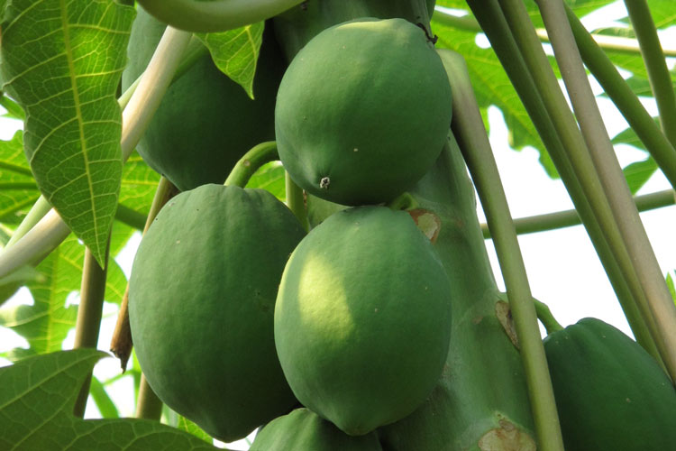 Samen mit kurzer Keimfähigkeit – Die vergängliche Kraft des Lebens  Blogpost Illustration