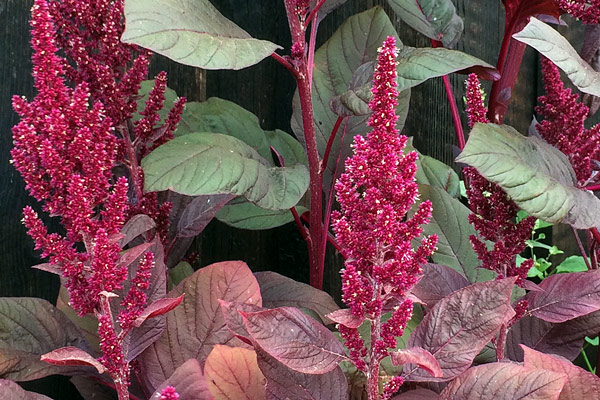 Tulsi, Shiso, Amaranth und Co.: Sieben ethnobotanische Pflanzen für einen Garten voller Geschichten  Blogpost Illustration