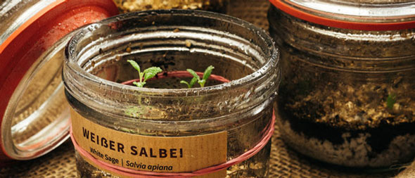 Warum Pflanzen aus Samen ziehen – wenn’s doch auch einfacher geht?  Blogpost Illustration