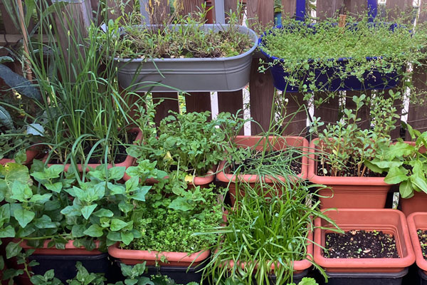 Welche Pflanzgefäße eignen sich für den Balkon – und worauf solltest Du achten?  Blogpost Illustration